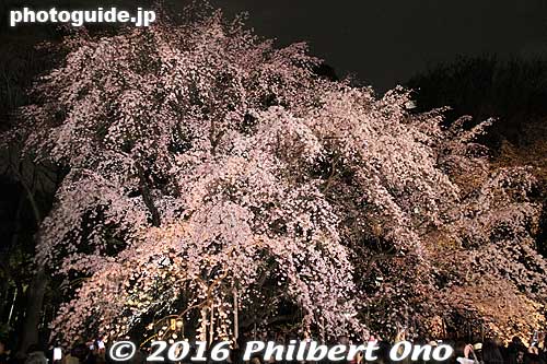 Keywords: tokyo bunkyo-ku ward rikugien japanese garden weeping cherry blossoms tree sakura night