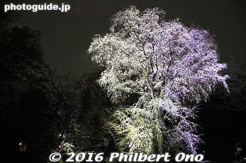 This tall weeping cherry tree looks totally different from different angles.
Keywords: tokyo bunkyo-ku ward rikugien japanese garden weeping cherry blossoms tree sakura night