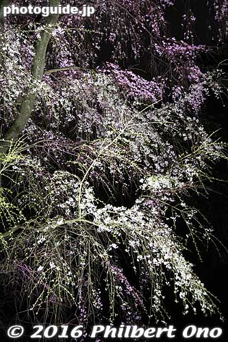 Rikugien Garden's second weeping cherry tree at night.
Keywords: tokyo bunkyo-ku ward rikugien japanese garden weeping cherry blossoms tree sakura night japanflower