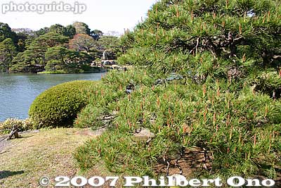Pines
Keywords: tokyo bunkyo-ku ward rikugien garden matsu pine tree