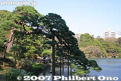 Drooping pine tree, Rikugien Garden, Tokyo
Keywords: tokyo bunkyo-ku ward rikugien japangarden matsu pine tree