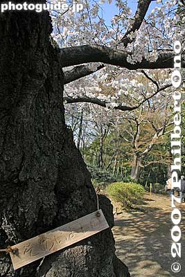 Somei Yoshino cherry blossom tree
Keywords: tokyo bunkyo-ku ward rikugien garden matsu cherry blossom flower sakura tree