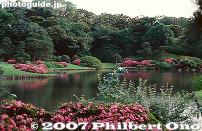 Azaleas in bloom
Keywords: tokyo bunkyo-ku ward rikugien garden matsu pine tree pond azalea flowers