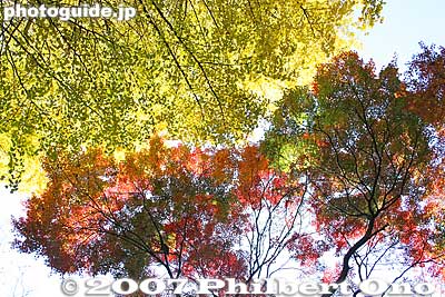 Leaves straight up
Keywords: tokyo bunkyo-ku ward rikugien japanese garden fall autumn leaves foliage