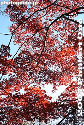 Keywords: tokyo bunkyo-ku ward rikugien japanese garden fall autumn leaves foliage momiji maple