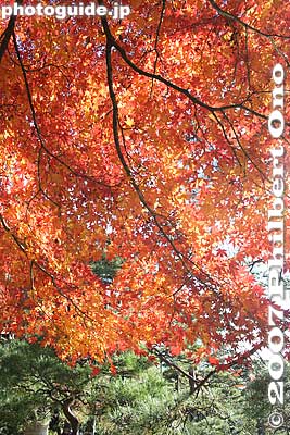 Rikugien Garden, Tokyo
Keywords: tokyo bunkyo-ku ward rikugien japanese garden fall autumn leaves foliage japanaki