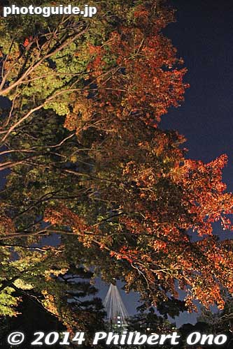 Keywords: tokyo bunkyo-ku ward rikugien japanese garden fall autumn leaves foliage momiji maple night