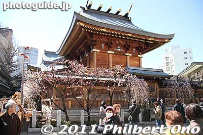 Behind the main shrine are weeping plum blossoms.
Keywords: tokyo bunkyo-ku ward yushima tenjin tenmangu shinto shrine ume matsuri plum blossoms flowers festival 