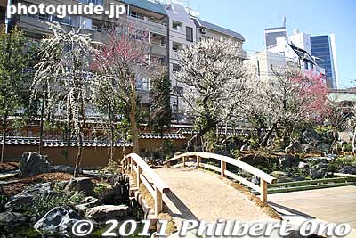 The public was not allowed to enter the garden.
Keywords: tokyo bunkyo-ku ward yushima tenjin tenmangu shinto shrine ume matsuri plum blossoms flowers festival 