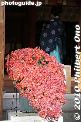 Small red chrysanthemums displayed in the kengai-zukuri style. 懸崖作り
Keywords: tokyo bunkyo-ku ward yushima tenjin tenmangu shinto shrine kiku matsuri chrysanthemum flowers festival 