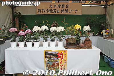 Receive advice here for growing chrysanthemums.
Keywords: tokyo bunkyo-ku ward yushima tenjin tenmangu shinto shrine kiku matsuri chrysanthemum flowers festival 