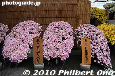 Chrysanthemums displayed in the kengai-zukuri style. 懸崖作り
Keywords: tokyo bunkyo-ku ward yushima tenjin tenmangu shinto shrine kiku matsuri chrysanthemum flowers festival 