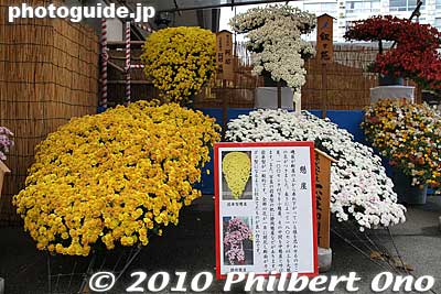 Chrysanthemums displayed in the kengai-zukuri style. 懸崖作り
Keywords: tokyo bunkyo-ku ward yushima tenjin tenmangu shinto shrine kiku matsuri chrysanthemum flowers festival 