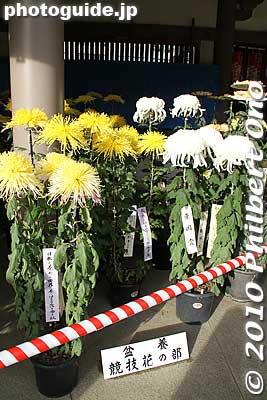 Keywords: tokyo bunkyo-ku ward yushima tenjin tenmangu shinto shrine kiku matsuri chrysanthemum flowers festival 