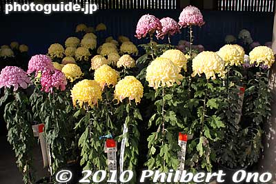 A trio of chrysanthemum plants in a single pot is called bon'yo. 盆養
Keywords: tokyo bunkyo-ku ward yushima tenjin tenmangu shinto shrine kiku matsuri chrysanthemum flowers festival 