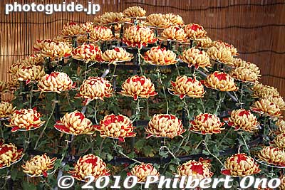 Tomoe-nishiki chrysanthemums exhibited in a half-globe shape called Oozukuri. 大作り
Keywords: tokyo bunkyo-ku ward yushima tenjin tenmangu shinto shrine kiku matsuri chrysanthemum flowers festival 