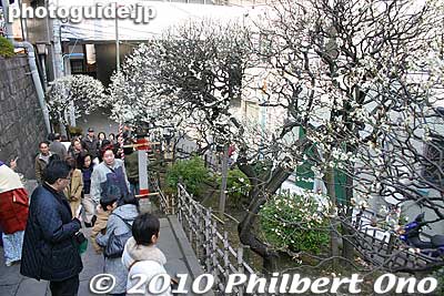 These longer steps are called Onna-zaka or Female Slope.
Keywords: tokyo bunkyo-ku ward yushima tenjin tenmangu shinto shrine ume matsuri plum blossoms flowers festival 
