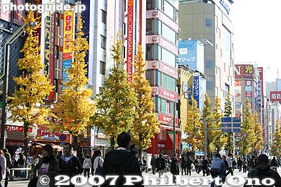On Sundays, the main drag is closed off to vehicular traffic, allowing us pedestrians to walk on the road.
Keywords: tokyo chiyoda-ku ward akihabara electronics shops stores shopping fall autumn leaves
