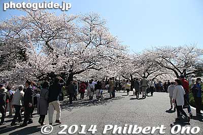 Path to Tayasu Gate (for Budokan) is lined with many cherries.
Keywords: tokyo chiyoda-ku chidorigafuchi cherry blossoms sakura