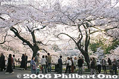 Crowd from Kudanshita Station
Keywords: tokyo chiyoda-ku chidorigafuchi cherry blossoms sakura