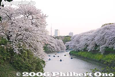 Keywords: tokyo chiyoda-ku chidorigafuchi cherry blossoms sakura moat