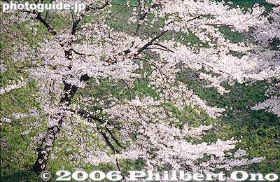 Keywords: tokyo chiyoda-ku chidorigafuchi cherry blossoms sakura japanharu