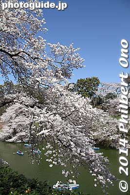 Keywords: tokyo chiyoda-ku chidorigafuchi cherry blossoms sakura