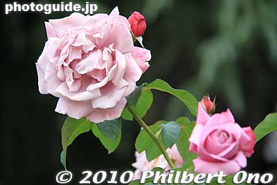 Keywords: tokyo chiyoda-ku hibiya koen park flowers roses 