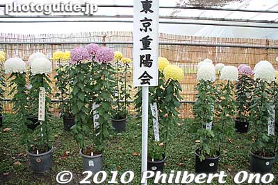 The breeders/growers belong to chrysanthemum clubs or associations which participate in competitions like this one.
Keywords: tokyo chiyoda-ku hibiya koen park chrysanthemum flowers show kiku festival 