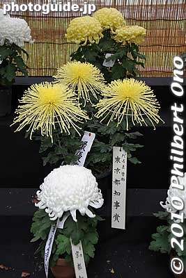 Keywords: tokyo chiyoda-ku hibiya koen park chrysanthemum flowers show kiku festival 