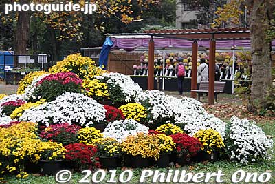 Keywords: tokyo chiyoda-ku hibiya koen park chrysanthemum flowers show kiku festival 