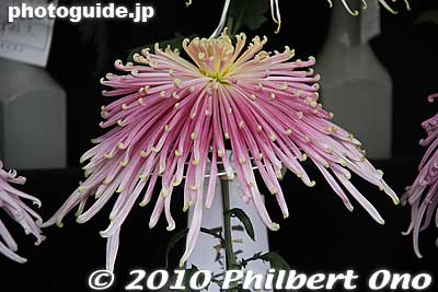 Keywords: tokyo chiyoda-ku hibiya koen park chrysanthemum flowers show kiku festival matsuri11
