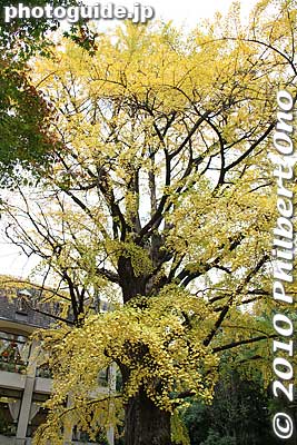 Large ginkgo tree in Hibiya Park in autumn.
Keywords: tokyo chiyoda-ku hibiya koen park 