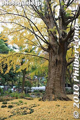 Kubi-kake is the name of this large ginkgo tree in Hibiya Park.
Keywords: tokyo chiyoda-ku hibiya koen park japanaki