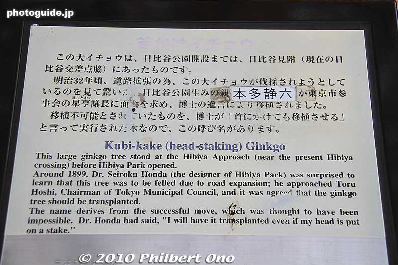 About the large ginkgo tree.
Keywords: tokyo chiyoda-ku hibiya koen park 
