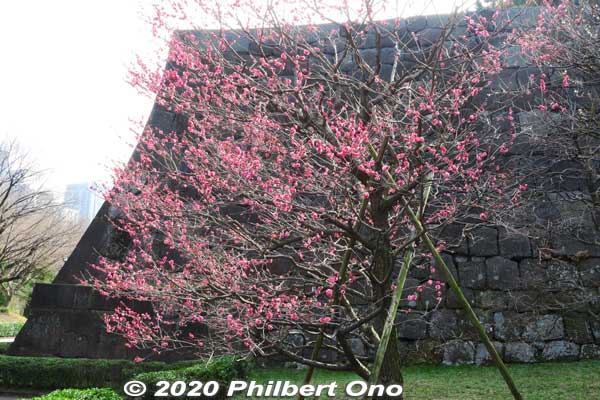 The Imperial Palace also has some plum blossoms near Hirakawa Gate. Blooming in Feb.
Keywords: tokyo chiyoda-ku imperial palace plum blossoms