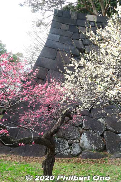 Plum blossoms at the Imperial Palace.
Keywords: tokyo chiyoda-ku imperial palace plum blossoms