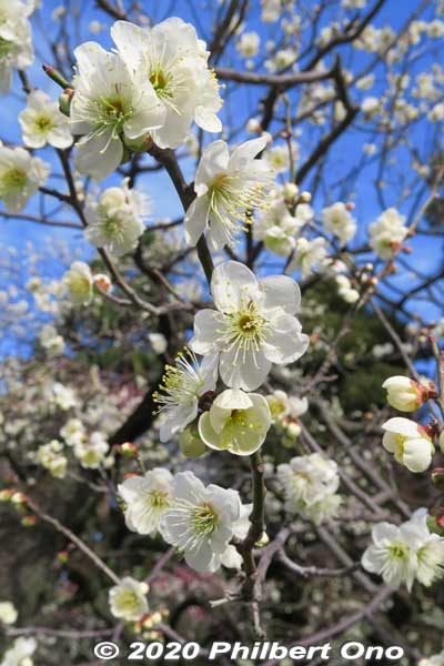 Plum blossoms at the Imperial Palace.
Keywords: tokyo chiyoda-ku imperial palace plum blossoms japanflower