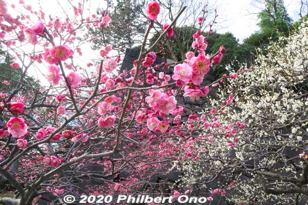 Keywords: tokyo chiyoda-ku imperial palace plum blossoms