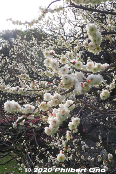 Blizzard of white plum blossoms at the Imperial Palace.
Keywords: tokyo chiyoda-ku imperial palace plum blossoms japanflower