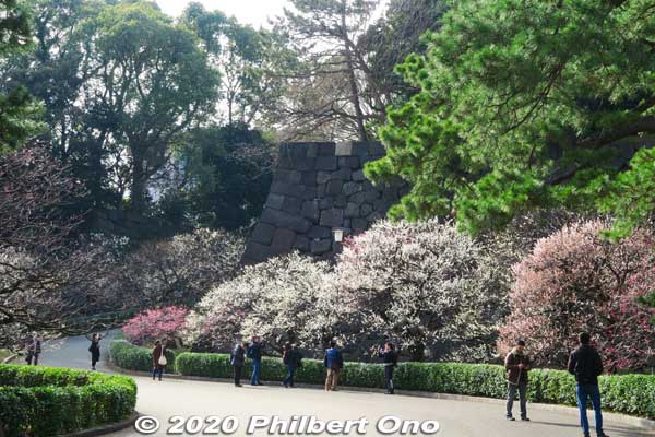 Keywords: tokyo chiyoda-ku imperial palace plum blossoms