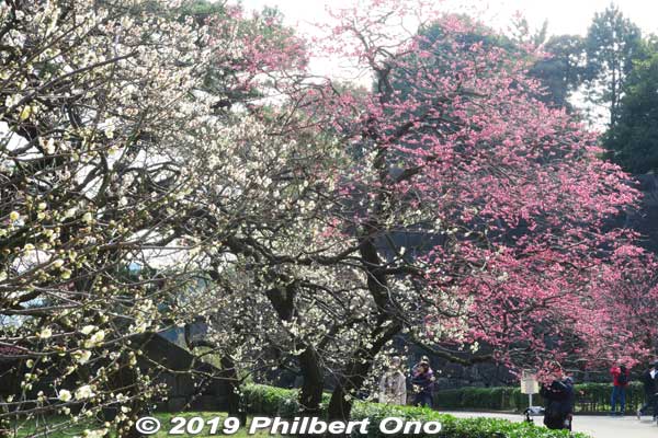 Plum blossoms at the Imperial Palace.
Keywords: tokyo chiyoda-ku imperial palace plum blossoms japanfuyu