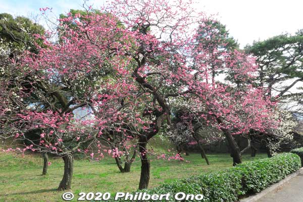 Plum plossoms near Hirakawa Gate.
Keywords: tokyo chiyoda-ku imperial palace plum blossoms