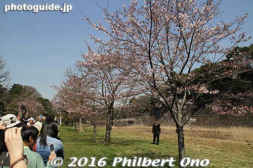 It was still too early, about 2-3 days before full bloom. But this was the last sunny day before clouds and rain that were forecast.
Keywords: tokyo chiyoda-ku imperial palace inui-dori sakura cherry blossoms