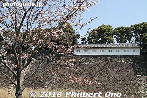 Fujimi Tamon, defense house. 富士見多聞
Keywords: tokyo chiyoda-ku imperial palace inui-dori sakura cherry blossoms