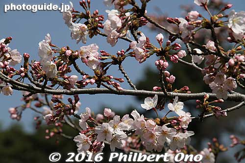 In spring 2016, cherry blossoms in Tokyo took 9 days to reach peak bloom due to the warm winter. Longer than usual. So they extended the days when the public can see Inui-dori.
Keywords: tokyo chiyoda-ku imperial palace inui-dori sakura cherry blossoms
