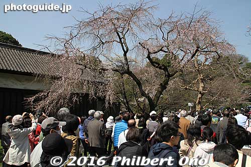 Weeping cherry tree, too early.
Keywords: tokyo chiyoda-ku imperial palace inui-dori sakura cherry blossoms