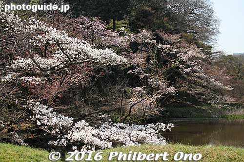 Dokan moat
Keywords: tokyo chiyoda-ku imperial palace inui-dori sakura cherry blossoms