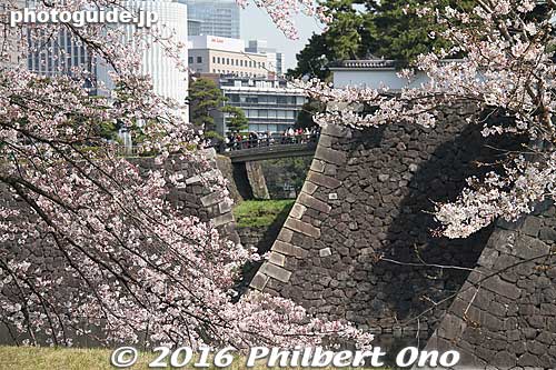 Keywords: tokyo chiyoda-ku imperial palace inui-dori sakura cherry blossoms