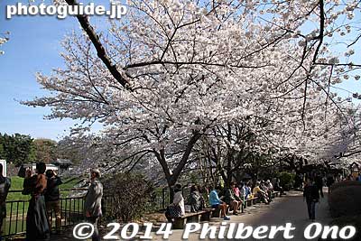 Cherry blossoms along Hanzo Moat.
Keywords: tokyo chiyoda-ku imperial palace kokyo hanzomon sakura cherry blossoms